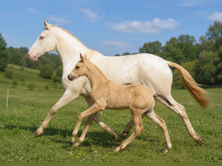 Lusitano Mare 15 years 16 hh Perlino in Ludwigsau