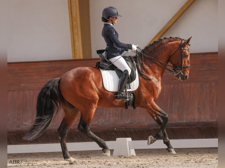 Lusitano Mare 16 years 15,3 hh Buckskin in Porto