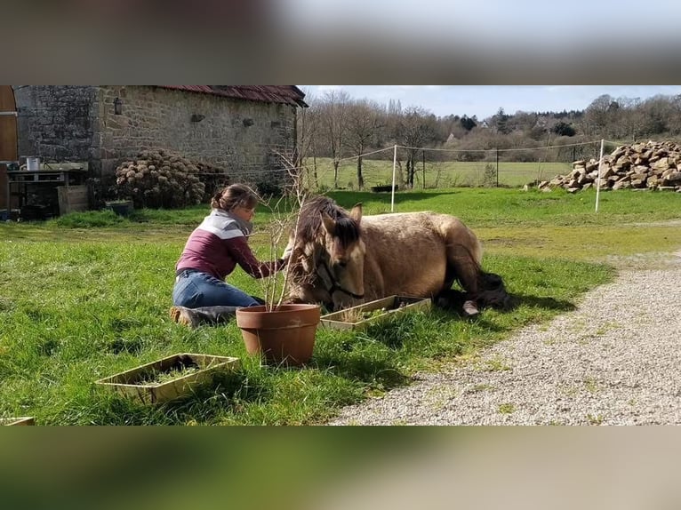 Lusitano Mare 16 years 15 hh Dun in R&#xE9;d&#xE9;n&#xE9;