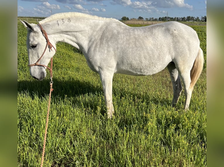 Lusitano Mare 16 years 15,2 hh Gray-Fleabitten in Mocejon