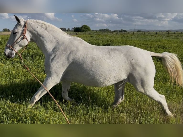 Lusitano Mare 16 years 15,2 hh Gray-Fleabitten in Mocejon