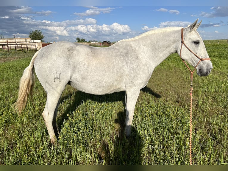 Lusitano Mare 16 years 15,2 hh Gray-Fleabitten in Mocejon