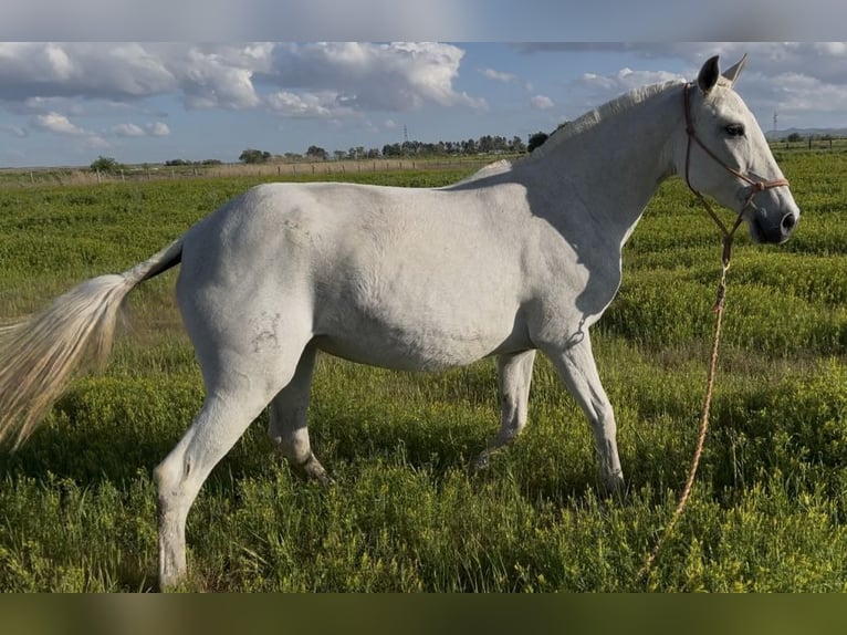 Lusitano Mare 16 years 15,2 hh Gray-Fleabitten in Mocejon