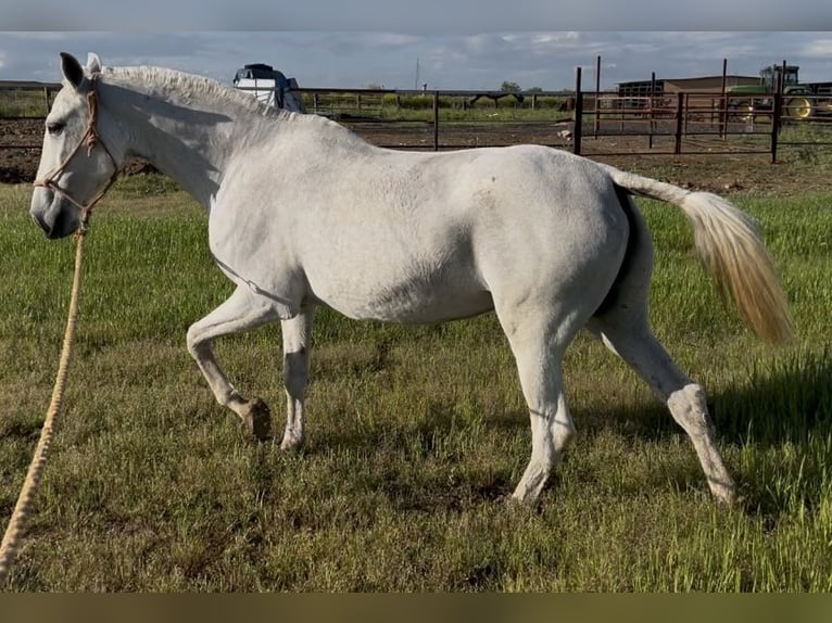 Lusitano Mare 16 years 15,2 hh Gray-Fleabitten in Mocejon