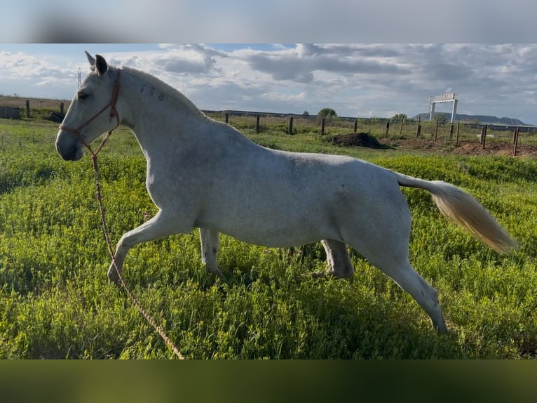 Lusitano Mare 16 years 15,2 hh Gray-Fleabitten in Mocejon