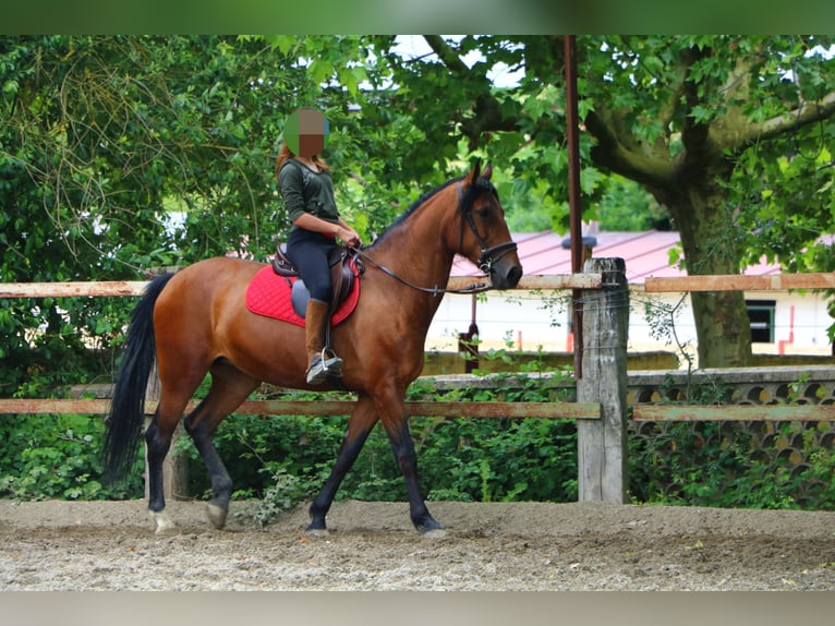 Lusitano Mix Mare 16 years 16 hh Brown in Orkoien