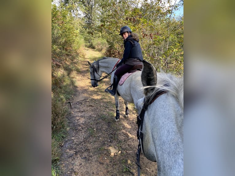 Lusitano Mare 16 years 16 hh Grey in Tursac