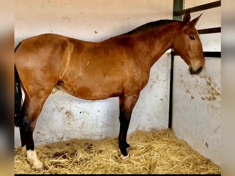 Lusitano Mare 16 years 16,1 hh Bay in Badajoz