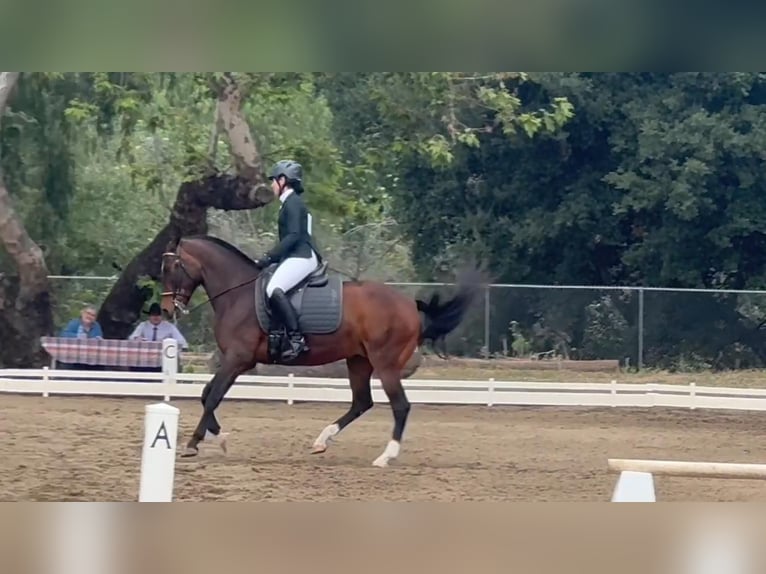 Lusitano Mare 16 years Bay in Ramona, CA
