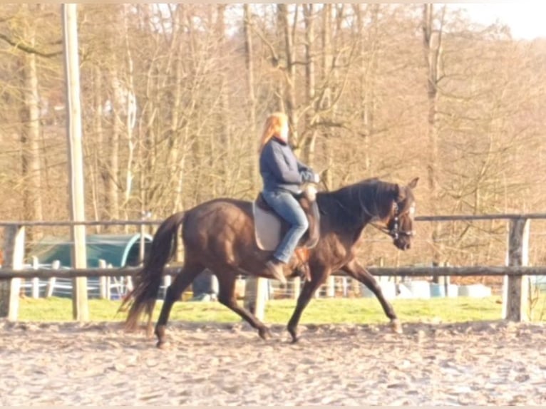 Lusitano Mare 17 years 15.2 hh Black in Bünde