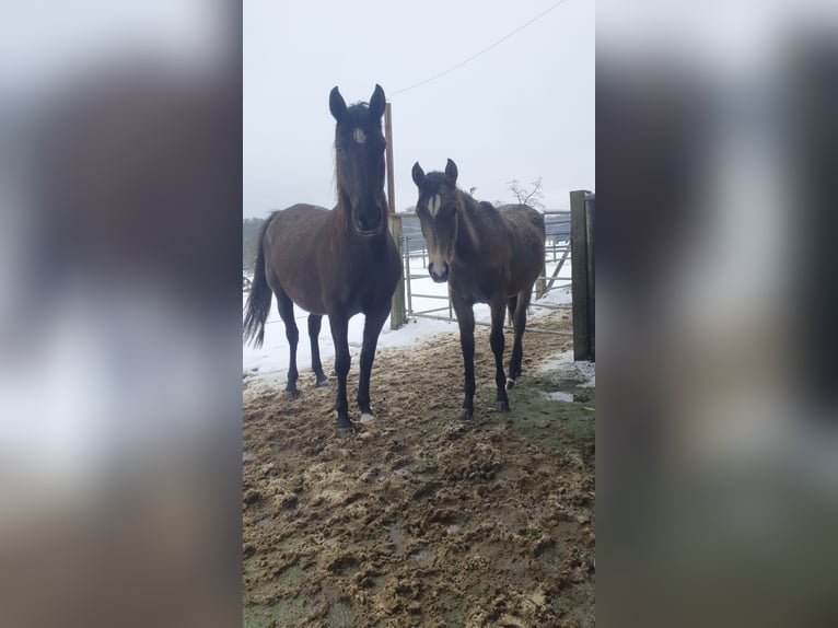 Lusitano Mare 17 years 15.2 hh Black in Bünde