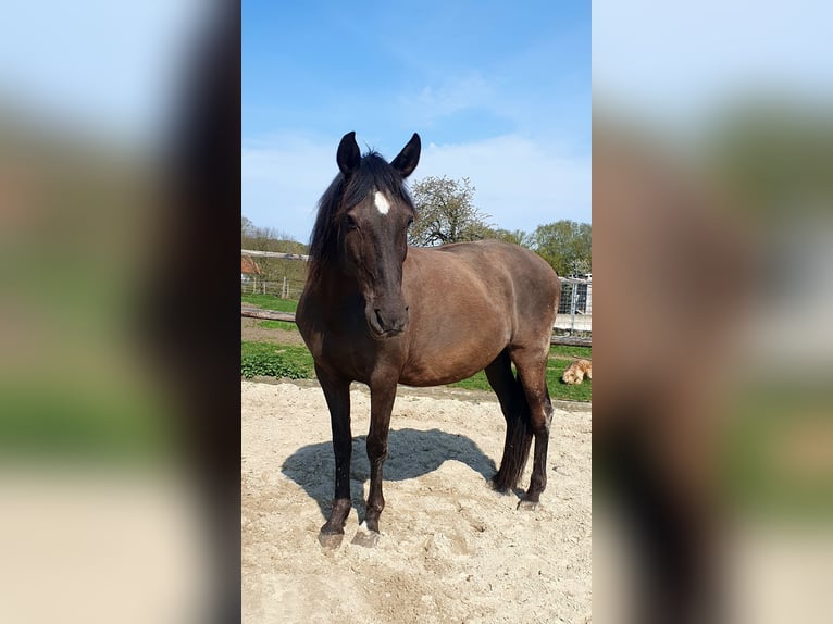 Lusitano Mare 17 years 15.2 hh Black in Bünde