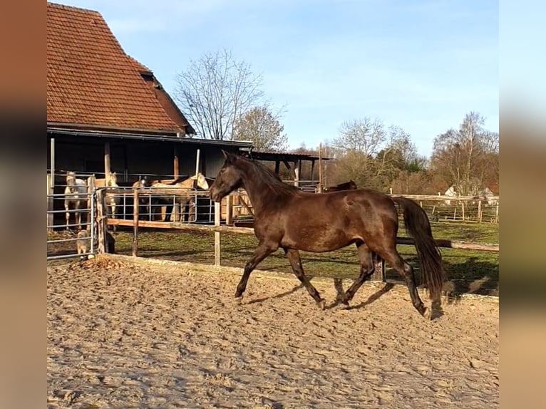 Lusitano Mare 17 years 15.2 hh Black in Bünde