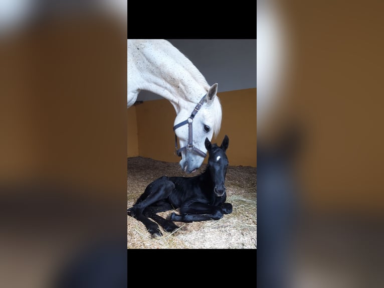 Lusitano Mare 17 years Grey in Knittlingen