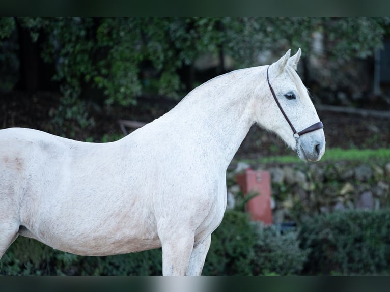Lusitano Mare 17 years Grey in El GASTOR