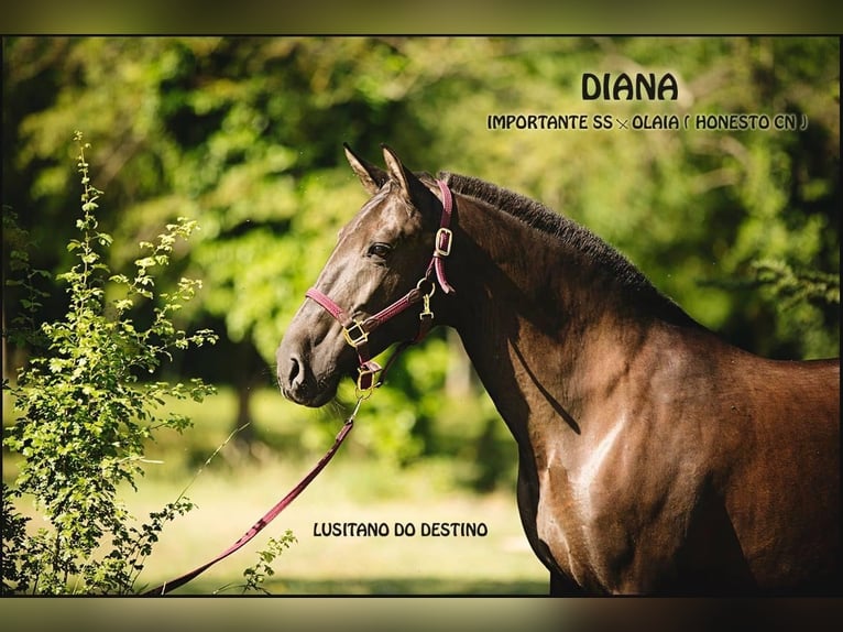 Lusitano Mare 18 years 15 hh Black in Générac