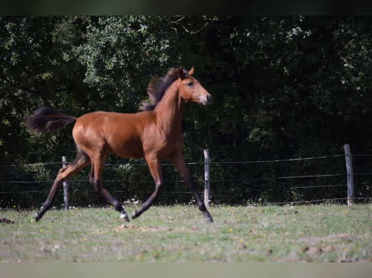 Lusitano Mare 1 year 13.1 hh Brown in Sucé sur Erdre