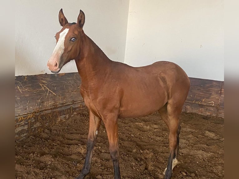 Lusitano Mare 1 year 13,2 hh Brown in Valencia