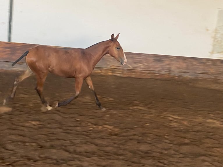 Lusitano Mare 1 year 13,2 hh Brown in Valencia