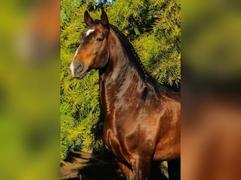 Lusitano Mare 1 year 13,2 hh Brown in Valencia