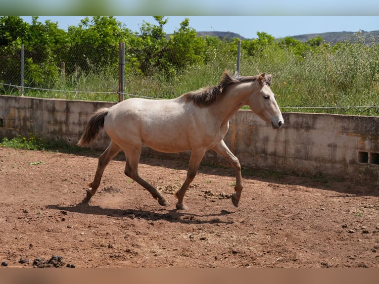 Lusitano Mix Mare 1 year 13.2 hh Pearl in rafelguaraf