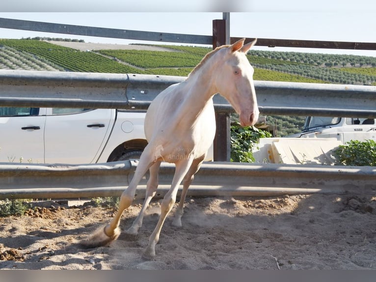 Lusitano Mare 1 year 13 hh Cremello in Provinz Cordoba