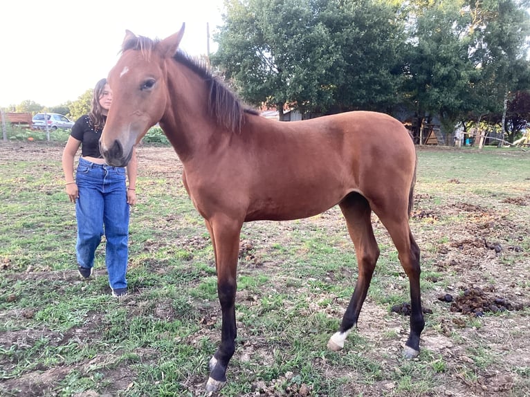 Lusitano Mare 1 year 13,1 hh Brown in Sucé sur Erdre