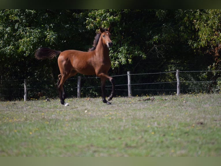 Lusitano Mare 1 year 13,1 hh Brown in Sucé sur Erdre