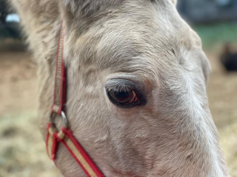 Lusitano Mare 1 year 13,1 hh Pearl in Valencia