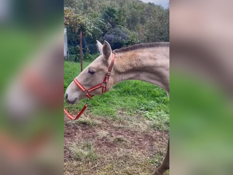 Lusitano Mare 1 year 13,1 hh Pearl in Valencia