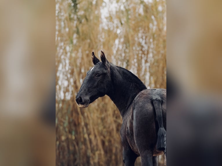 Lusitano Mare 1 year 14.1 hh Grey-Dark-Tan in Arles