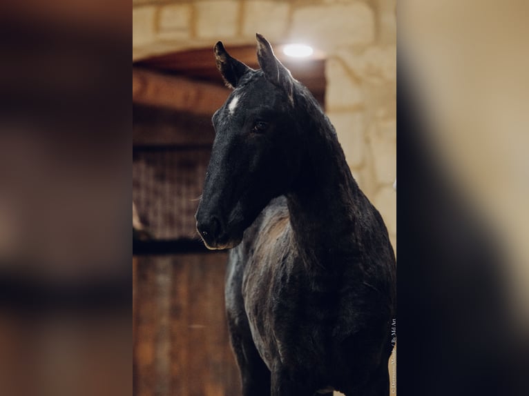 Lusitano Mare 1 year 14.1 hh Grey-Dark-Tan in Arles