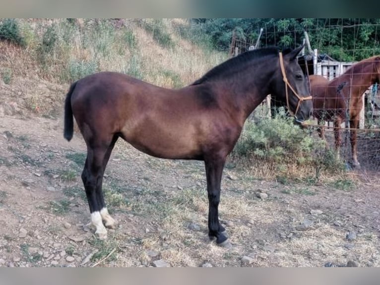 Lusitano Mix Mare 1 year 14,1 hh Bay-Dark in Mejorada Del Campo