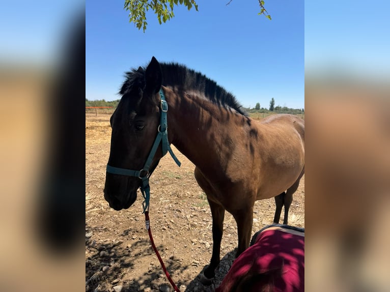 Lusitano Mix Mare 1 year 14,1 hh Bay-Dark in Mejorada Del Campo