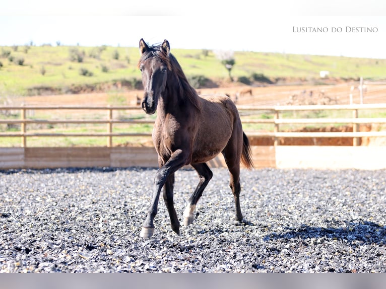 Lusitano Mix Mare 1 year 15.2 hh Black in Générac