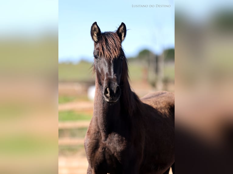 Lusitano Mix Mare 1 year 15.2 hh Black in Générac
