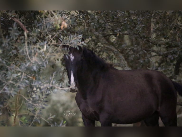 Lusitano Mare 1 year 15,2 hh Black in Rio Maior