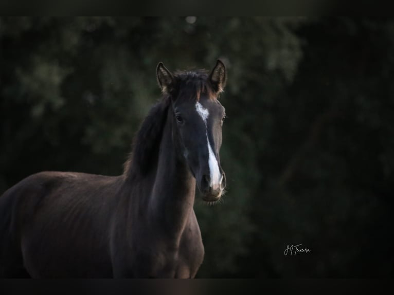 Lusitano Mare 1 year 15,2 hh Black in Rio Maior