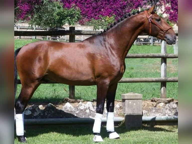 Lusitano Mare 1 year 15.2 hh Brown in Bredene