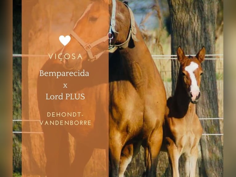 Lusitano Mare 1 year 15.2 hh Brown in Bredene