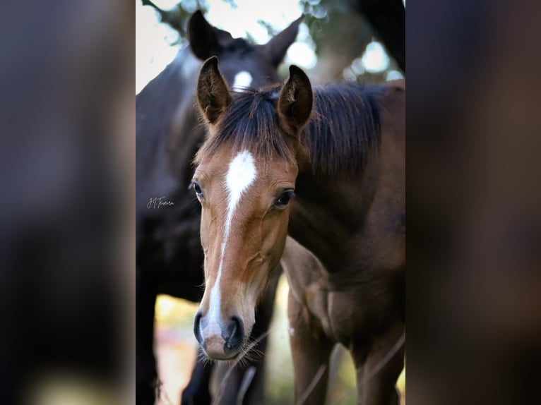 Lusitano Mare 1 year 15,2 hh Brown in Rio Maior