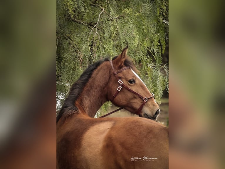 Lusitano Mare 1 year 15,2 hh Brown in Rio Maior