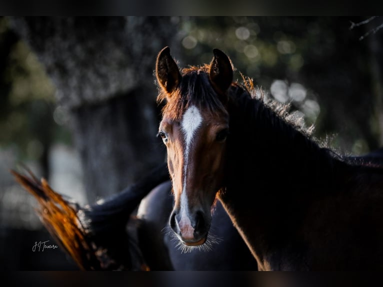 Lusitano Mare 1 year 15,2 hh Brown in Rio Maior