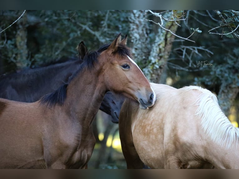 Lusitano Mare 1 year 15,2 hh Brown in Rio Maior