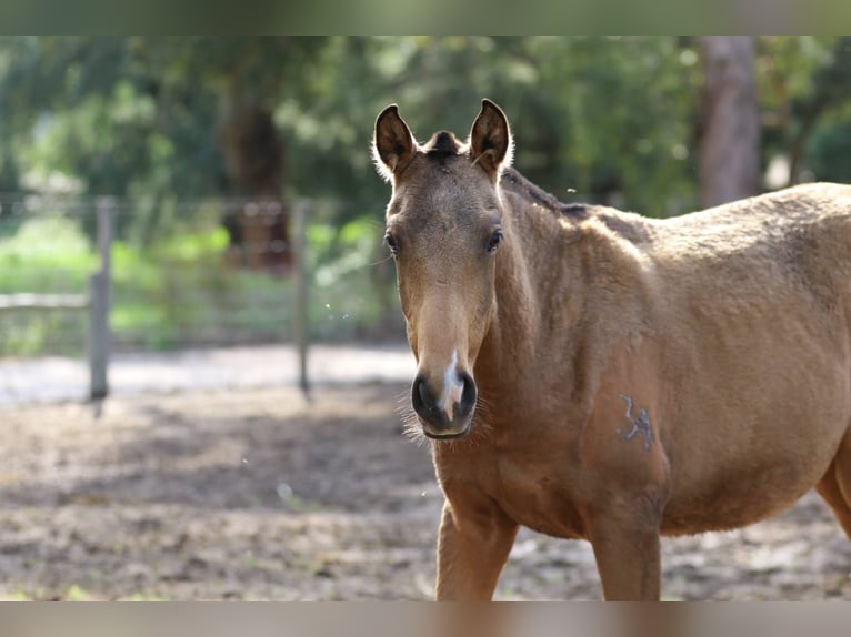 Lusitano Mare 1 year 15,2 hh Buckskin in Rio Maior