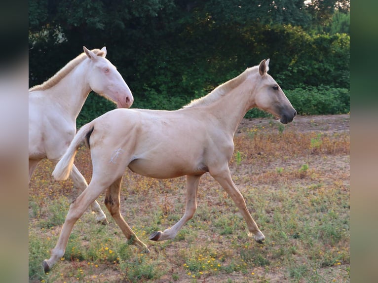 Lusitano Mare 1 year 15.2 hh Palomino in Cadriceira