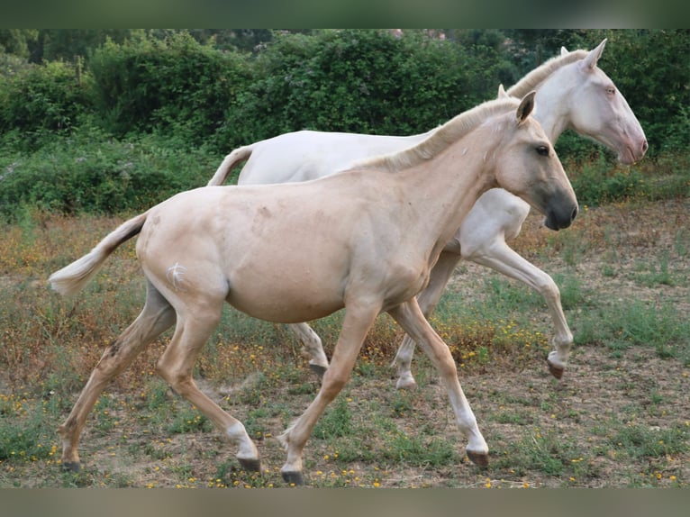 Lusitano Mare 1 year 15.2 hh Palomino in Cadriceira