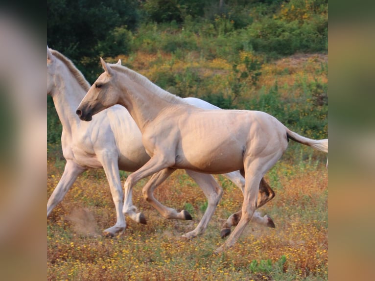 Lusitano Mare 1 year 15.2 hh Palomino in Cadriceira