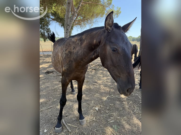 Lusitano Mare 1 year 15.3 hh Black in Benedita