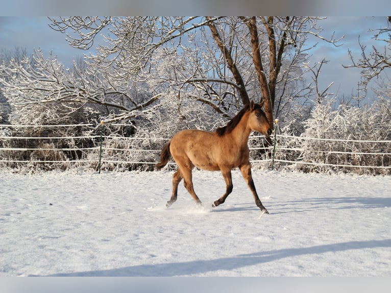 Lusitano Mare 1 year 15,3 hh Dun in Fuchstal